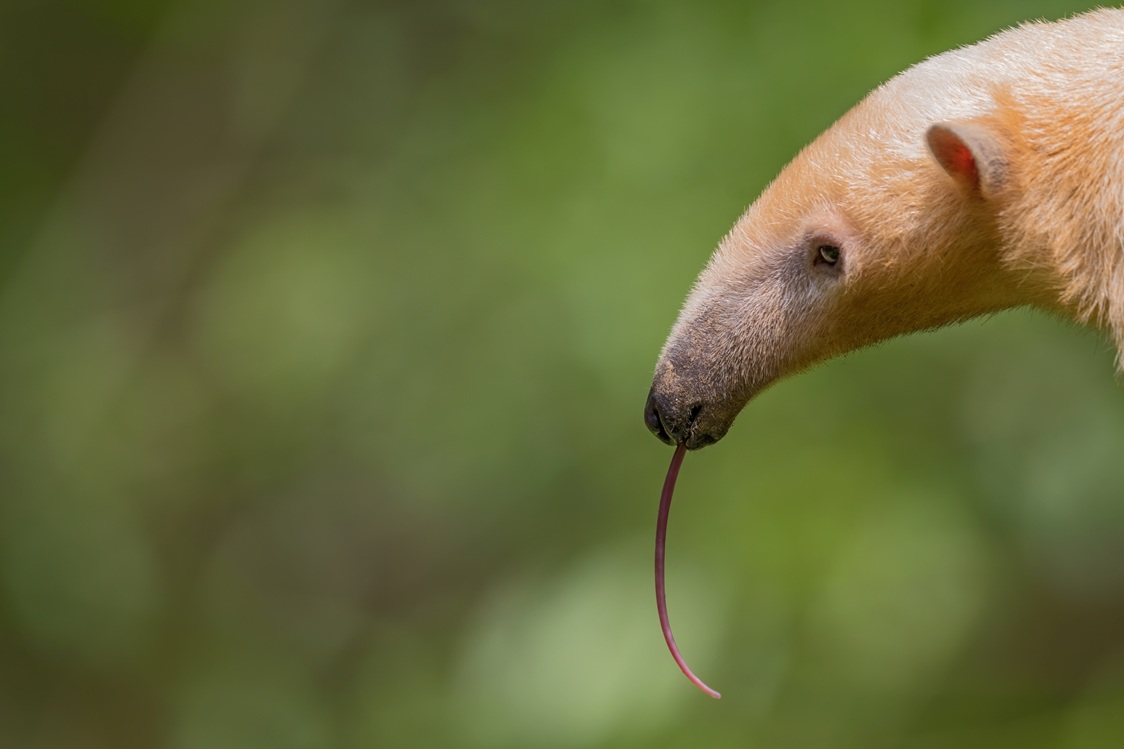 Tamandua tetradactyla